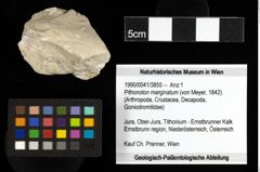 Foto (Objekt + Etiketten) von Pithonoton marginatum (von Meyer, 1842) 